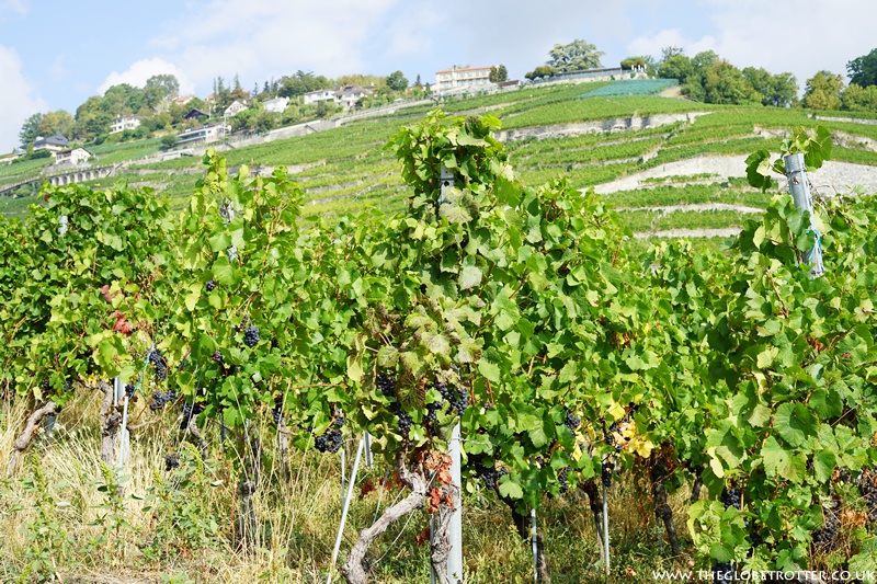 Lavaux UNESCO listed Vineyards