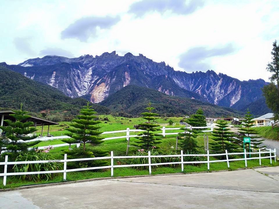 Ladang Lembu Tenusu Desa Dairy Farm Mesilou Kundasang