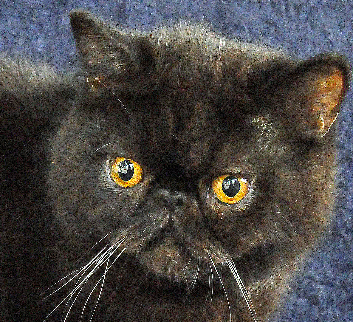 Harga Kucing Ras Persia Anggora ~ info kucing persia 