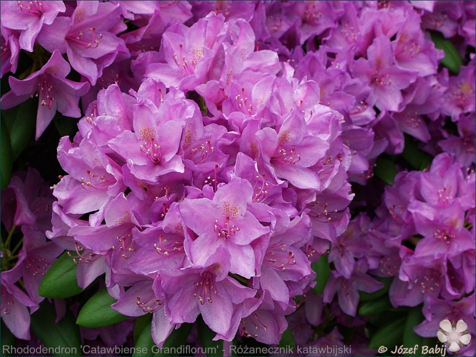 Rhododendron 'Catawbiense Grandiflorum' - Różanecznik katawbijski wielkokwiatowy 
