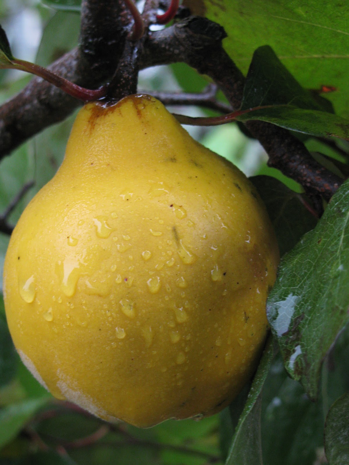 Gardeningbren in Nova Scotia Oh for a Quince Tree