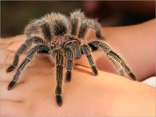 حقائق عن العناكب