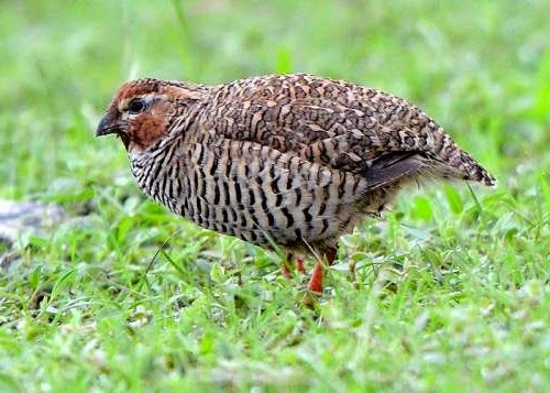 Indian bird - Rock bush-quail - Perdicula argoondah