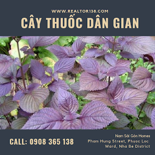 lá tía tô trị bệnh hen suyển