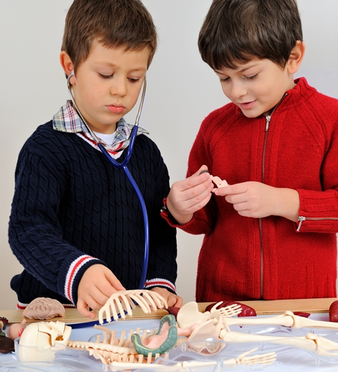 namc montessori lower elementary science skeletal system