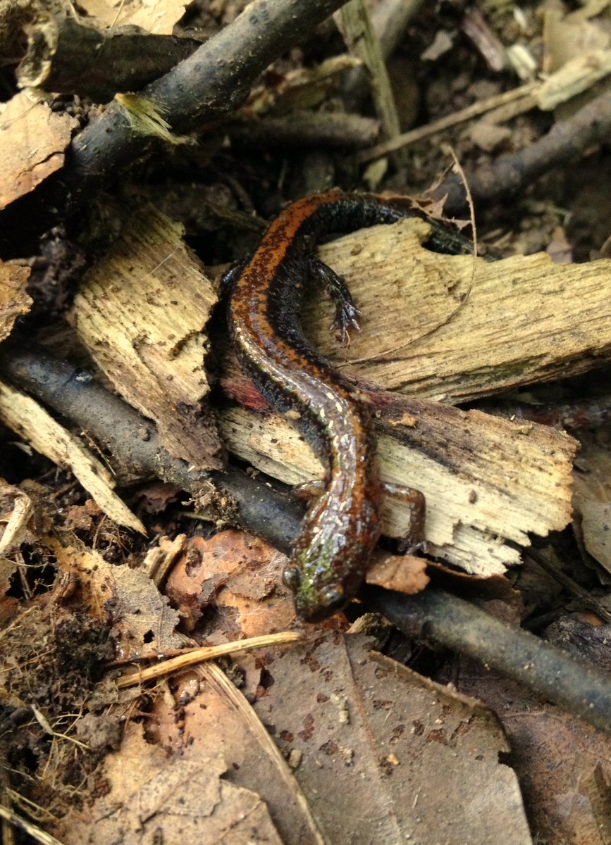 Woods Walks and Wildlife: Things that Crawl on the Ground