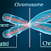Chromosomes
