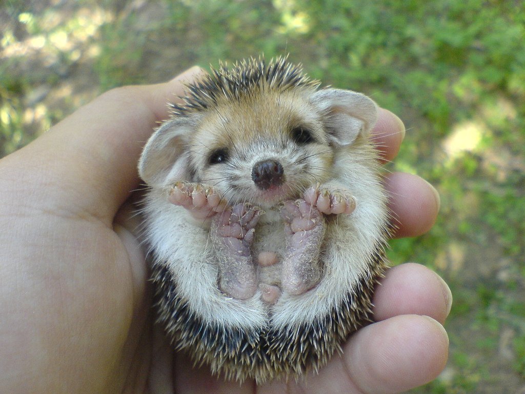 baby porcupines pictures