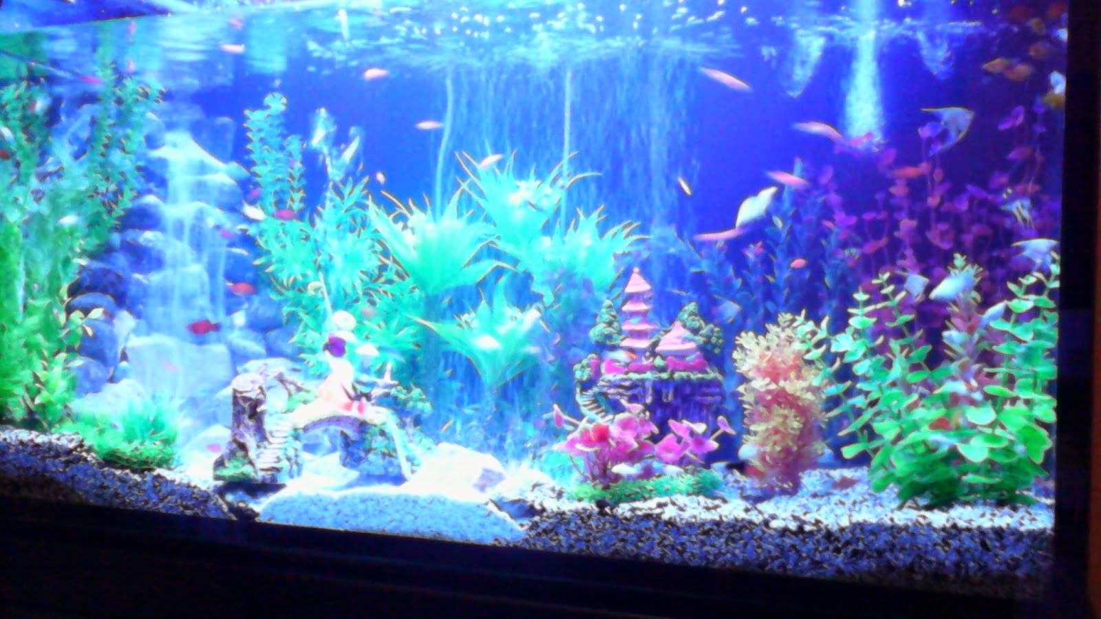 Irel Aquarium  Dekorasi  aquarium 