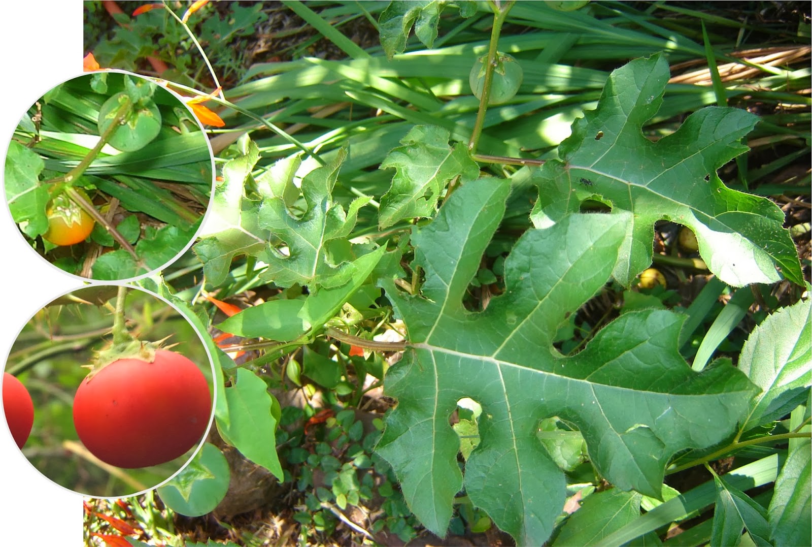 Melancia-da-praia (Solanum capsicoides)