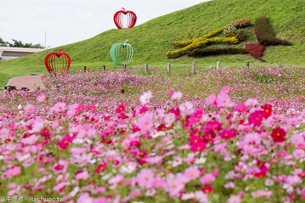 后里花田綠廊大波斯菊花海盛開,賞花拍照順遊棒棒糖花海 后里花田綠廊大波斯菊花海盛開,賞花拍照順遊棒棒糖花海