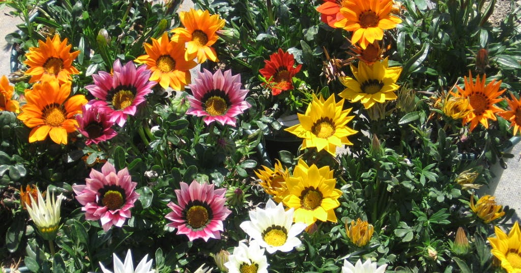 Como Ter Flores no Jardim o Ano Todo? [ Outono ] - Blog Arco do Verde