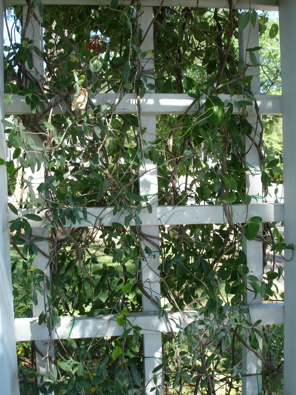pic folio Vines on Lattice