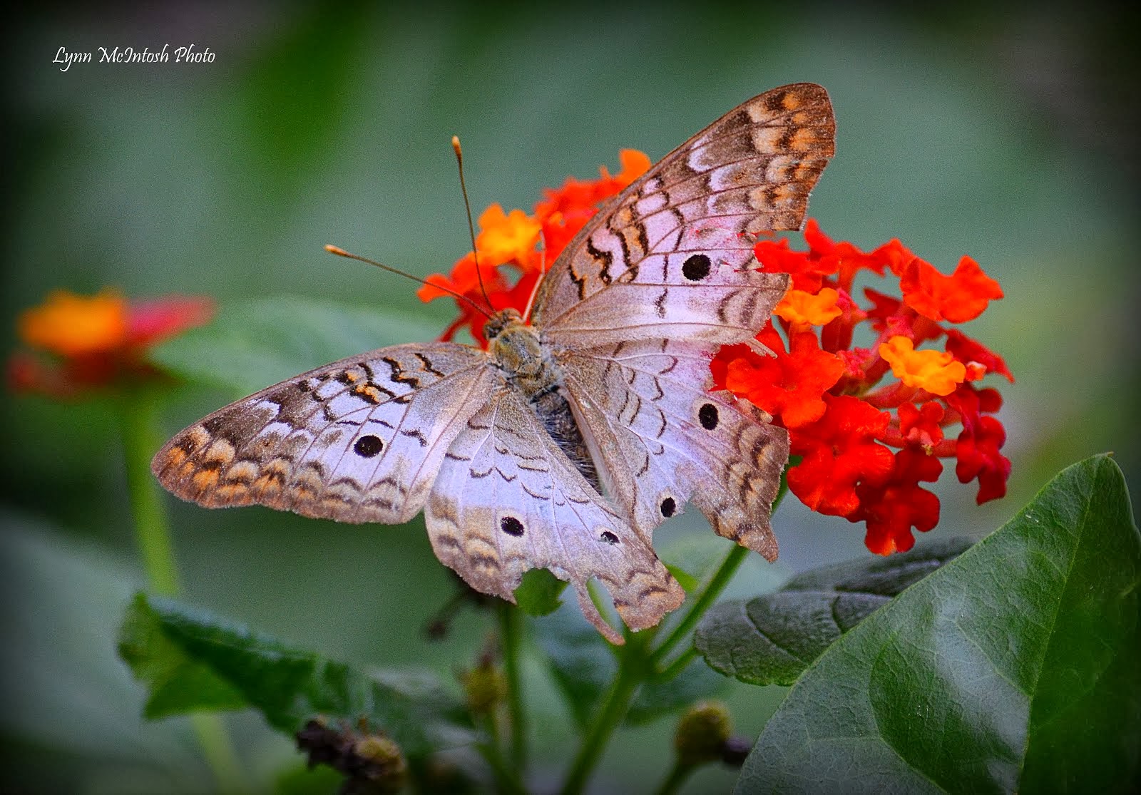 White Peacock