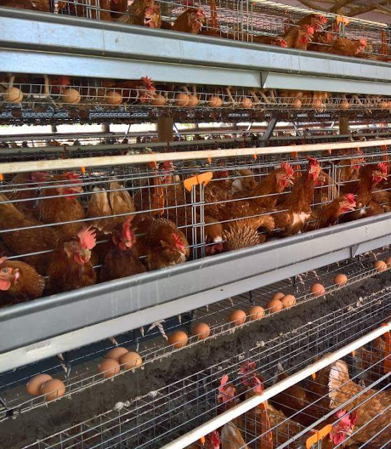 Charles's Blog COMPLETE GUIDE ON BUILDING MODERN POULTRY HOUSE