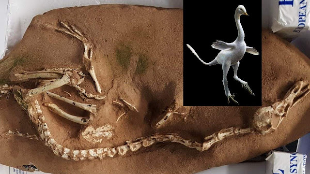 This New, Duck-like Dinosaur Is So Wacky Scientists Thought It Was Fake