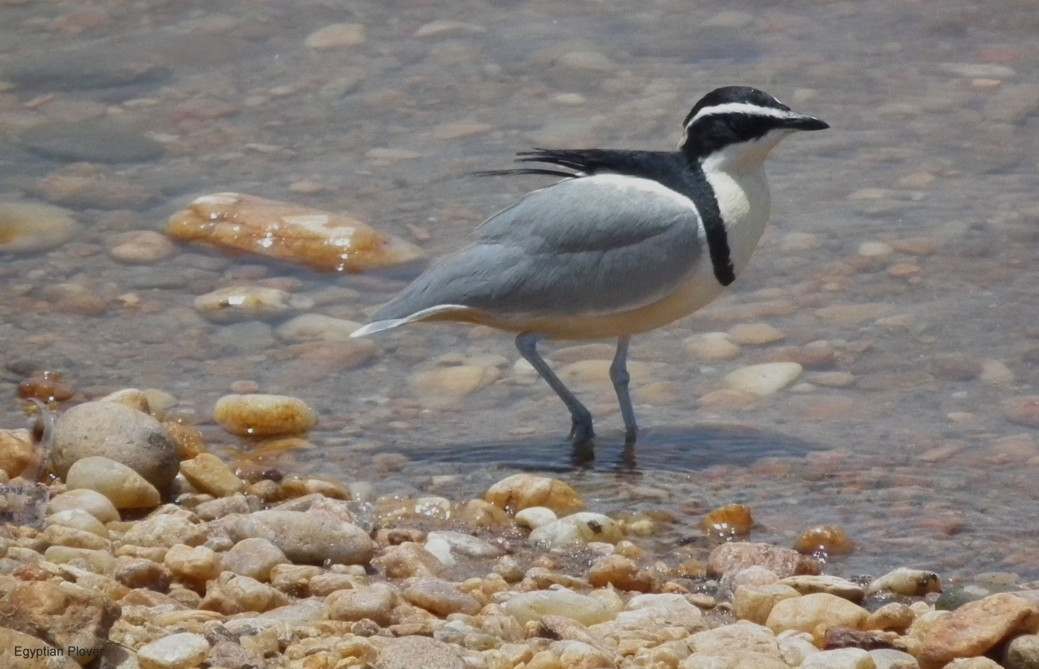 Which Bird Is Called Nature S Radar Which Bird Is Called Nature S Radar