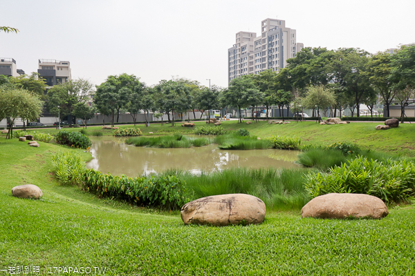 台中北屯|廍子公園|黃花風鈴木|滑板場|巨人腳印公園|綠籬迷宮|生態池|拱橋 台中北屯|廍子公園|黃花風鈴木|滑板場|巨人腳印公園|綠籬迷宮|生態池|拱橋