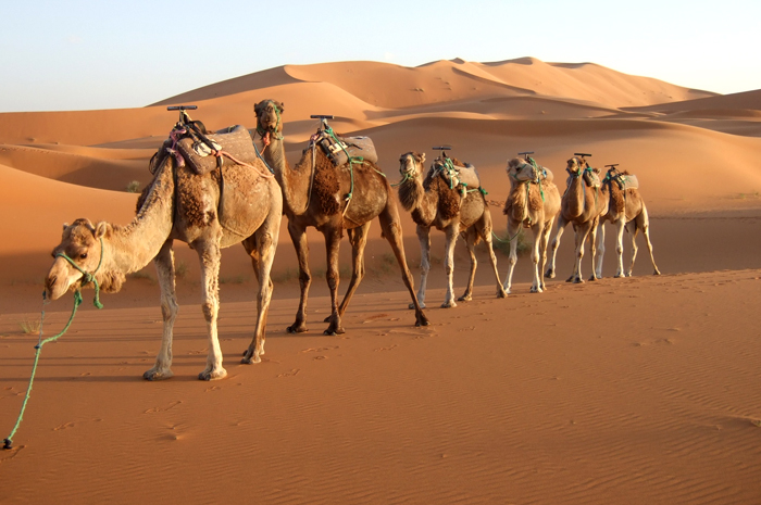 Thestreetfashion5xpro: In the Street...Camel Trophy #6...forever, Paris ...