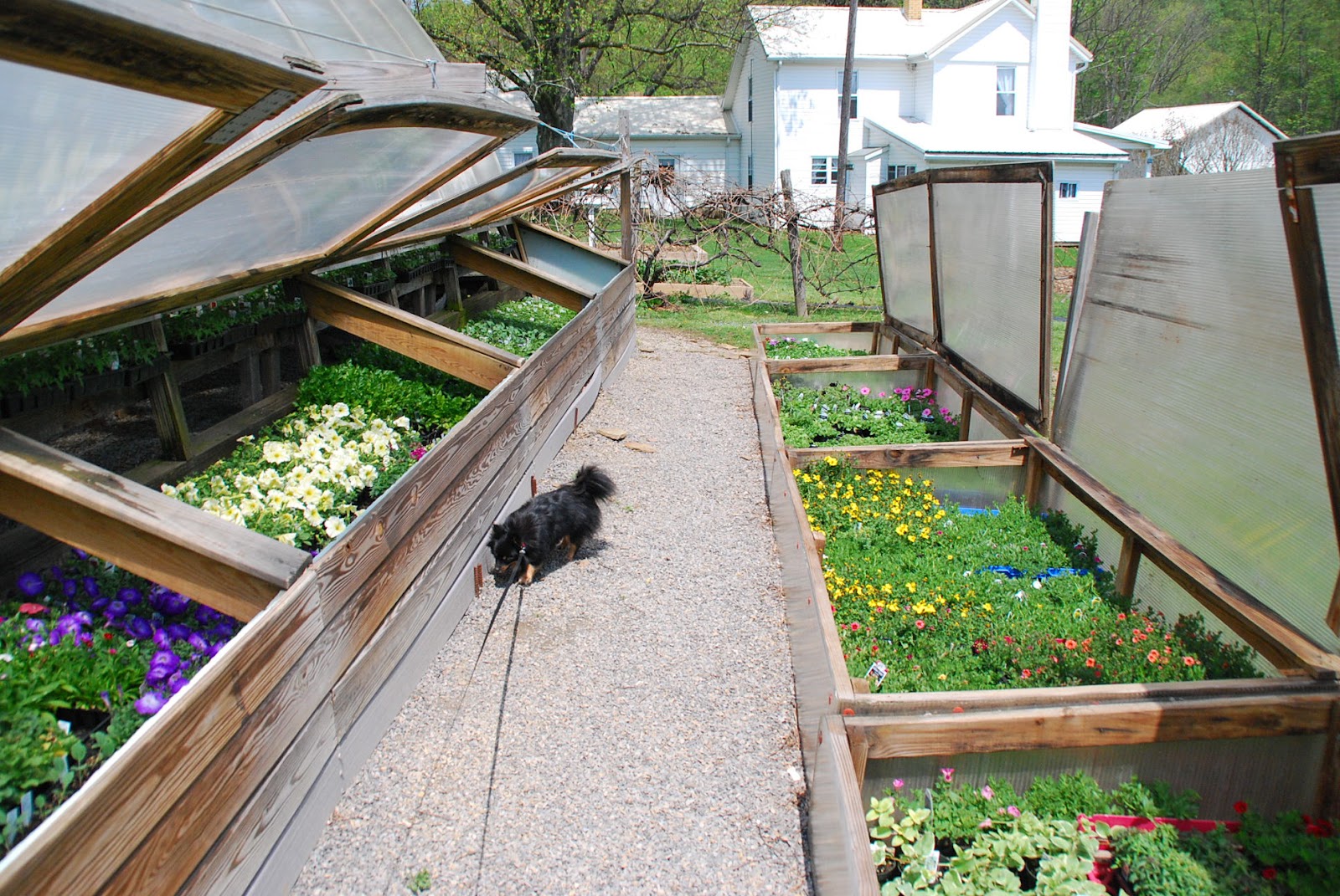 Amish Crossings with Karen Anna Vogel Inside “Katie Bylers” Amish