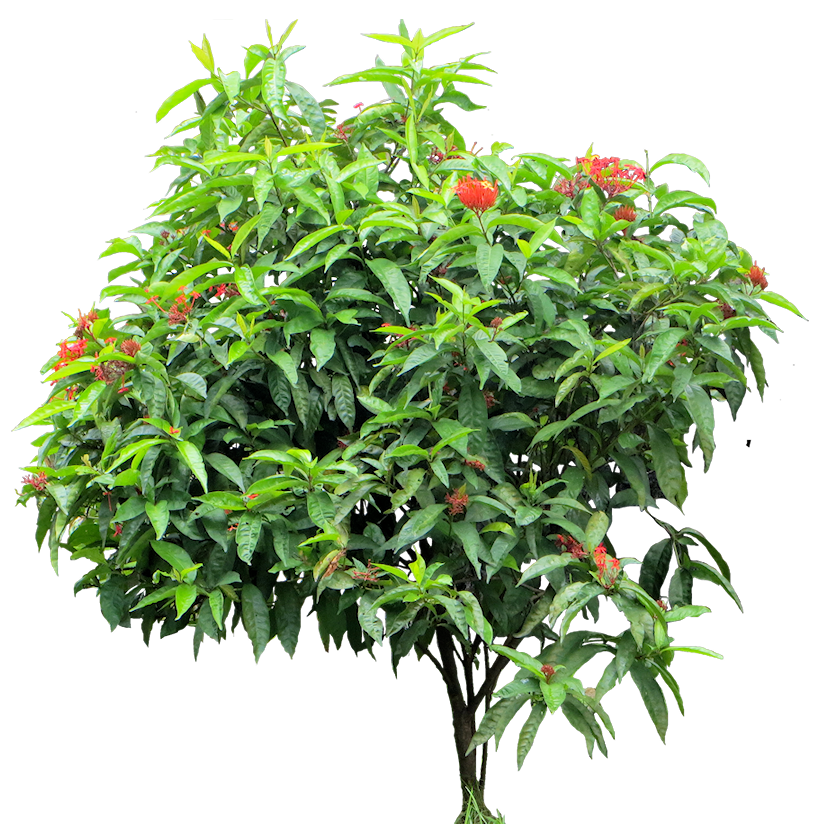Tropical Plant Pictures: Ixora sp.