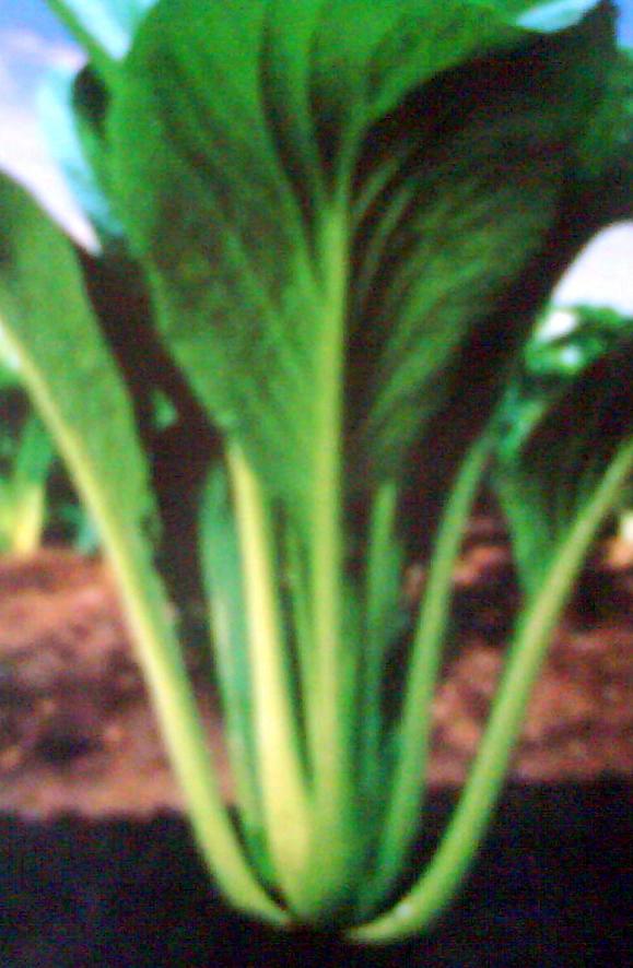 True Seeds: Sawi Hibrida