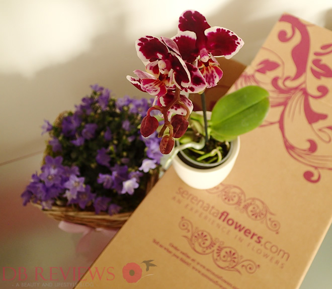 Win a £40 Voucher with Serenata Flowers DB Reviews UK Lifestyle Blog