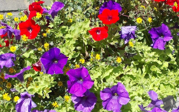 Rode en paarse bloemen achtergrond
