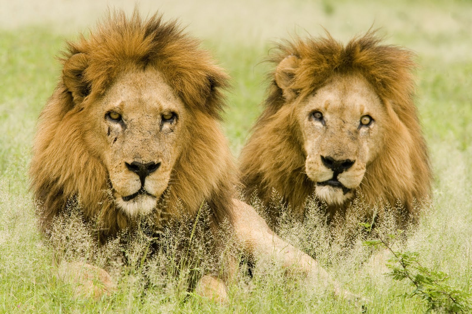 lions in duba plains okavango delta botswana saving lions is