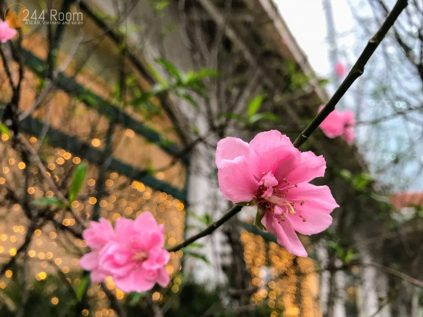 Peach-blossom-hanoi　ハノイの桃の花