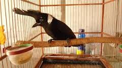 Burung Cililin : Info Tentang Kelemahan Dan Keungulan Burung Cililin Sebelum Membelinya.