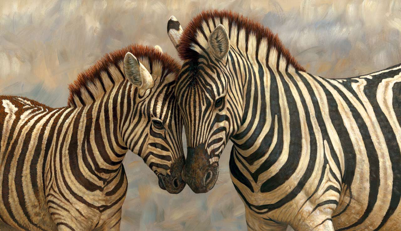 Cute Zebra Wallpapers 3