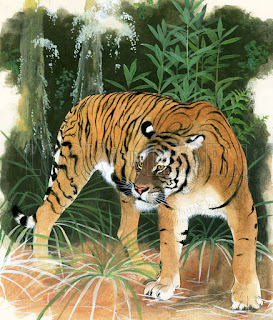 Tiger panthera tigris