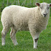 Sheep Gives Birth To Deformed Lamb That Looks Like A Human Being (see photo)