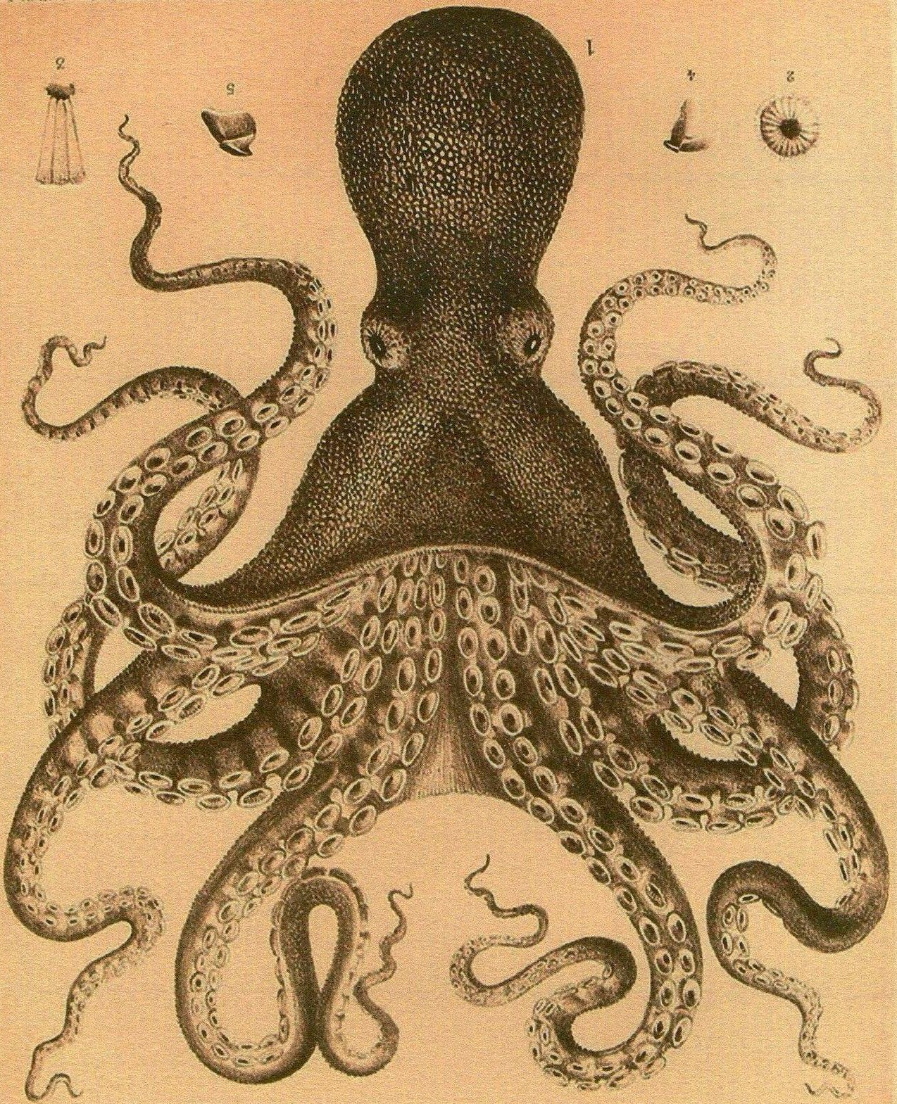Тип симметрии осьминога. Осьминог Octopus vulgaris. Хаги ваги осьминог. Осьминог Паулюс. Умный осьминог.