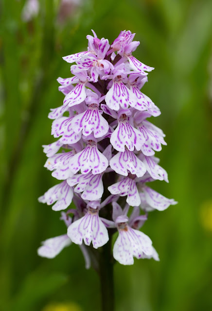 Dactylorhizas - Soton Common, Hampshire Dactylorhizas - Soton Common, Hampshire