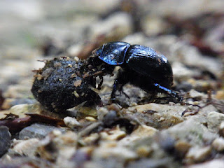 Kumbang Kotoran, Fakta dan Informasi Menarik Lainnya