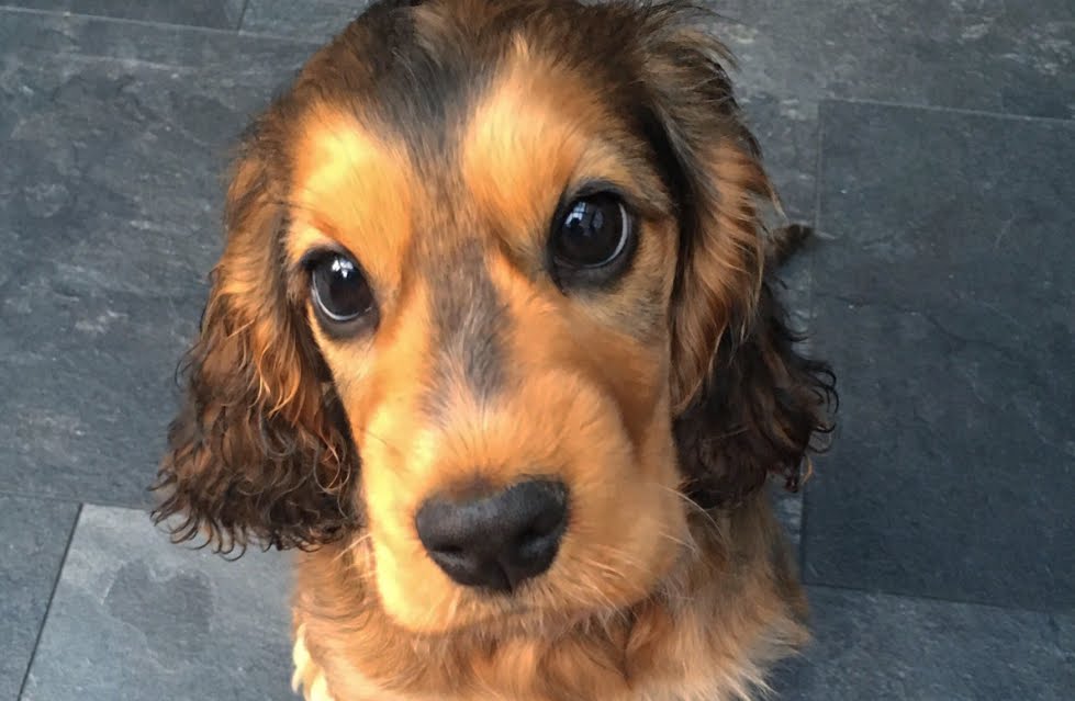 cocker spaniel quale razza canina contro ansia depressione
