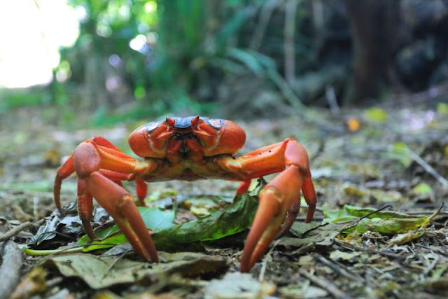 Incríveis destinados habitados por animais Elfandarilha