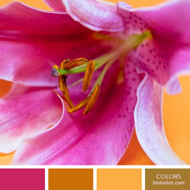 variedad en color color 61 variedad_en_color_color_61