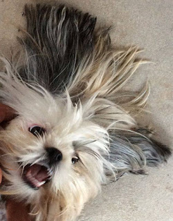 Como da banho no shih tzu