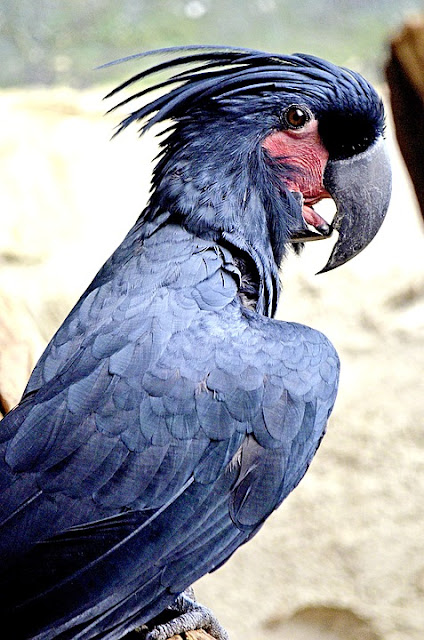 9 Burung Termahal di Dunia, Bahkan Ada yang Seharga Rp 90 Miliar 9 Burung Termahal di Dunia, Bahkan Ada yang Seharga Rp 90 Miliar