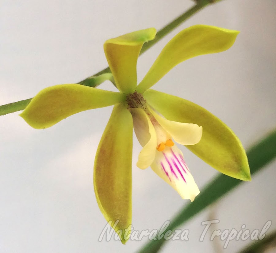 Otra fotografía de la flor de la orquídea Encyclia acutifolia