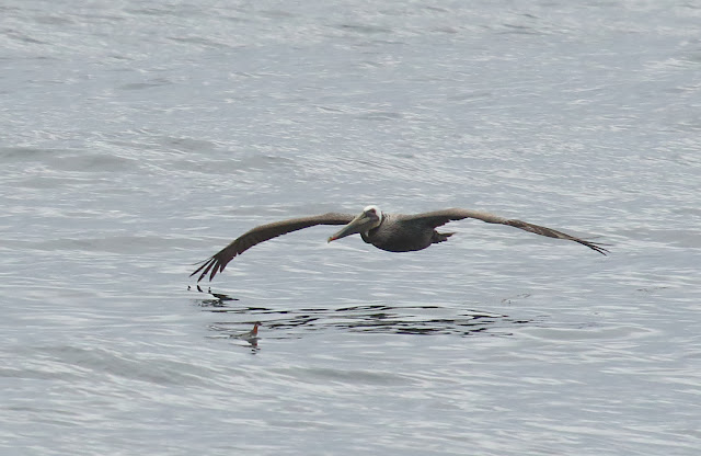 A Brown Pelican dwarfs a Red-necked Phalarope A Brown Pelican dwarfs a Red-necked Phalarope