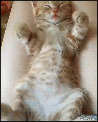 Hilarious Kitten GIF • Suddenly sleepy kitty smells fishy and wakes up instantly