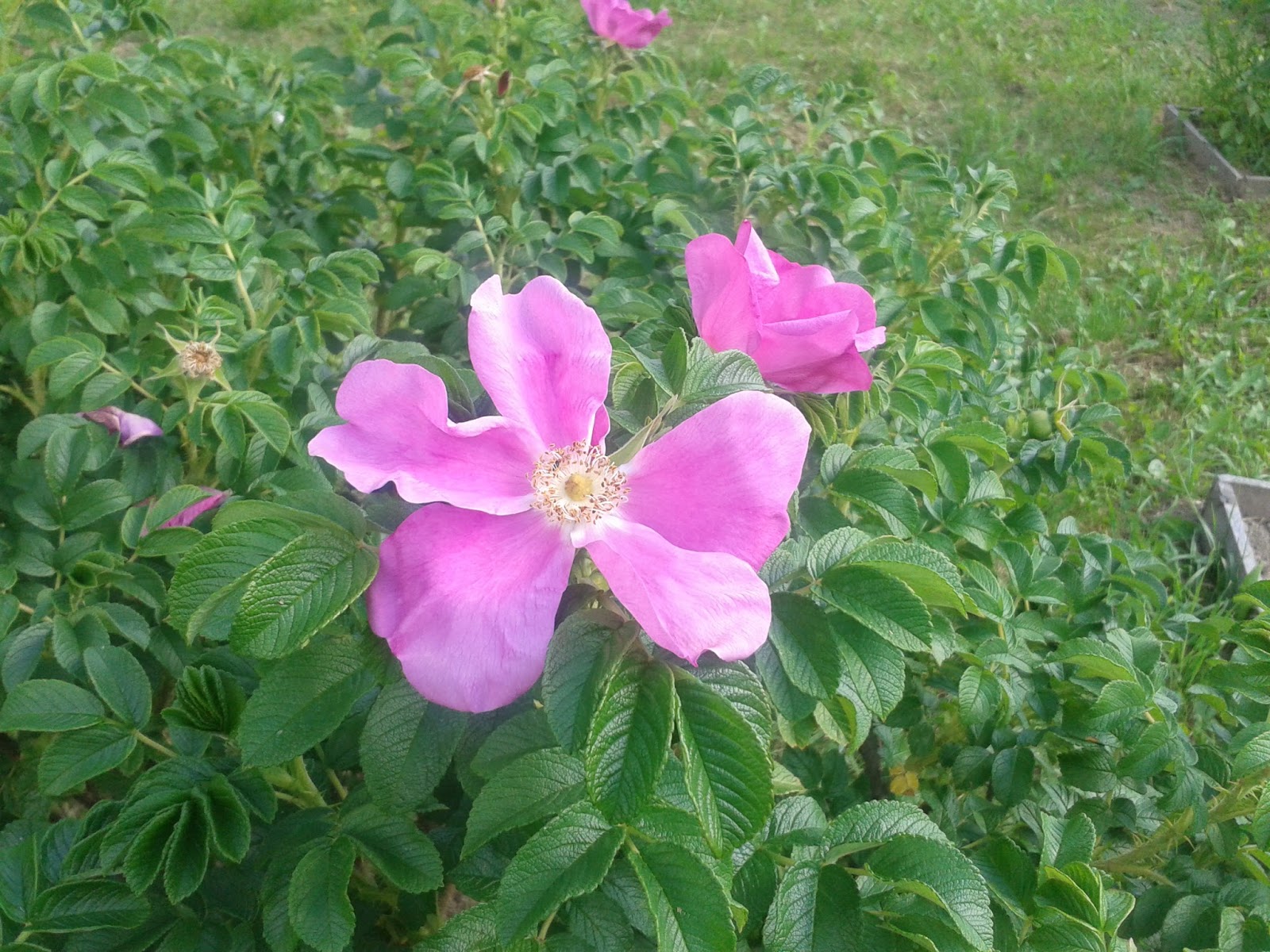 Ranczo Elma: Róża Rosa Rugosa