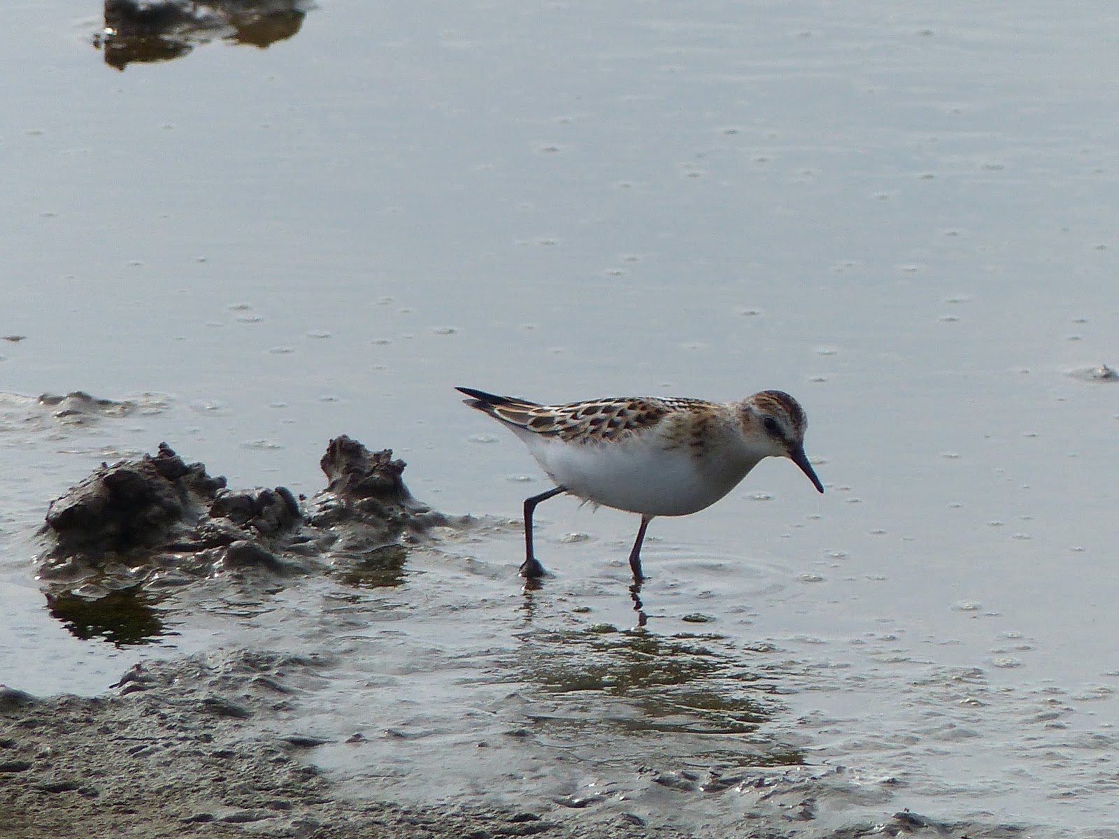 Linacre Blogger Frampton Marsh RSPB