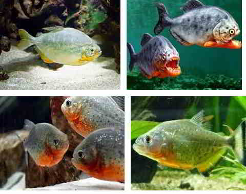 Jenis Ikan Piranha dan Gambarnya yang Terlihat Ganas Jenis Ikan Piranha dan Gambarnya yang Terlihat Ganas