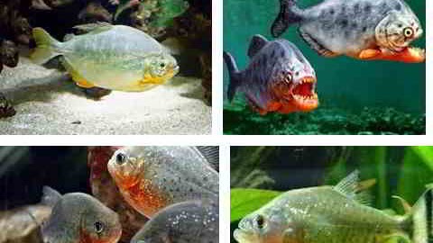 Jenis Ikan Piranha dan Gambarnya yang Terlihat Ganas