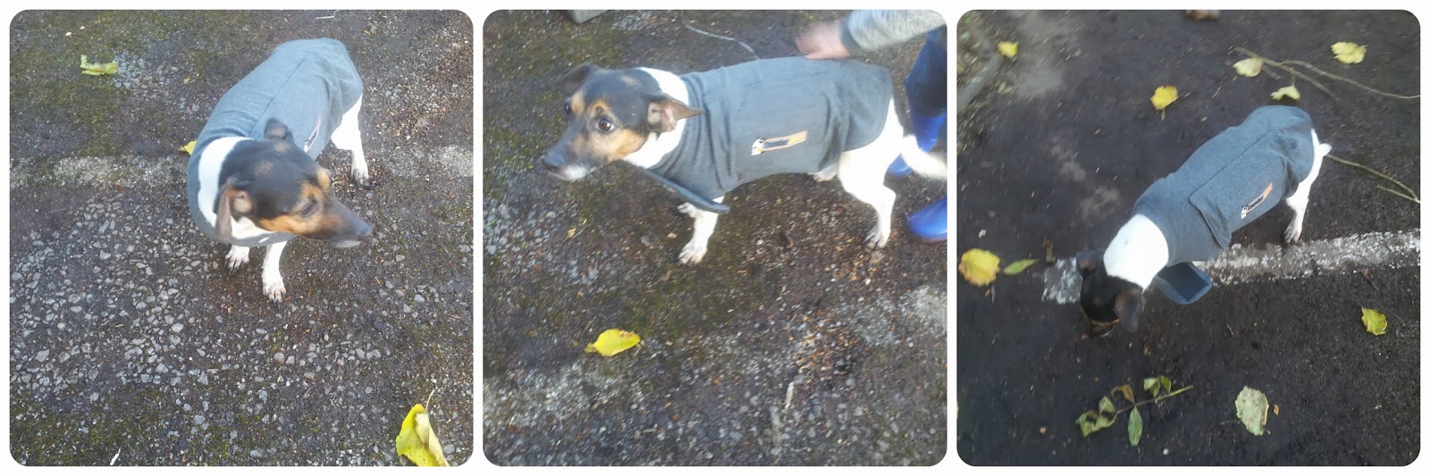 Thundershirt Thundershirt